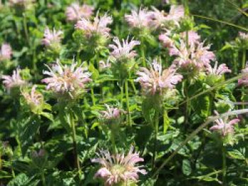 Indianernessel &#8218;Fishes&#8216;, Monarda fistulosa &#8218;Fishes&#8216;, Topfware