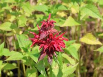 Indianernessel &#8218;Gardenview Scarlet&#8216;, Monarda fistulosa &#8218;Gardenview Scarlet&#8216;, Topfware