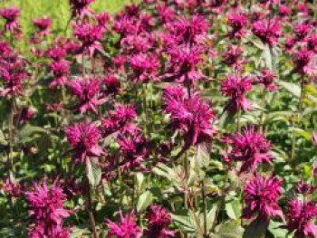 Indianernessel &#8218;Gewitterwolke&#8216;, Monarda fistulosa &#8218;Gewitterwolke&#8216;, Topfware