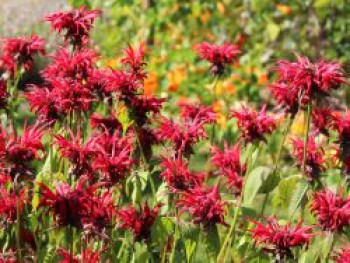 Indianernessel &#8218;Jacob Cline&#8216;, Monarda fistulosa &#8218;Jacob Cline&#8216;, Topfware