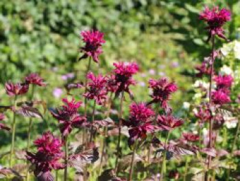 Indianernessel &#8218;Kardinal&#8216;, Monarda fistulosa &#8218;Kardinal&#8216;, Topfware