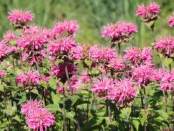 Indianernessel &#8218;Marshall&#8217;s Delight&#8216;, Monarda fistulosa &#8218;Marshall&#8217;s Delight&#8216;, Topfware