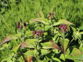 Indianernessel 'Melua Rose', Monarda didyma 'Melua Rose', Containerware