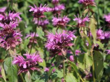 Indianernessel &#8218;Mohawk&#8216;, Monarda fistulosa &#8218;Mohawk&#8216;, Topfware