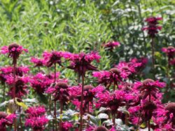 Indianernessel &#8218;On Parade&#8216;, Monarda fistulosa &#8218;On Parade&#8216;, Topfware