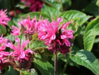 Indianernessel &#8218;Pink Lace&#8216;, Monarda fistulosa &#8218;Pink Lace&#8216;, Topfware