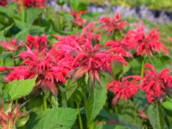 Indianernessel &#8218;Rote Töne&#8216;, Monarda fistulosa &#8218;Rote Töne&#8216;, Topfware