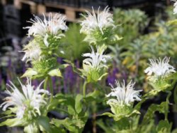 Indianernessel &#8218;Schneewolke&#8216;, Monarda fistulosa &#8218;Schneewolke&#8216;, Topfware