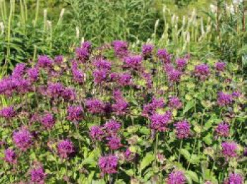 Indianernessel 'Scorpion', Monarda fistulosa 'Scorpion', Containerware