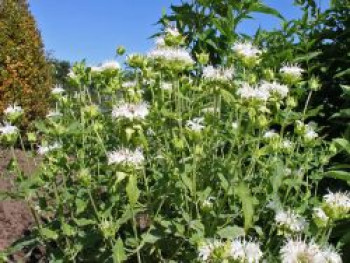 Indianernessel &#8218;Snow Queen&#8216;, Monarda fistulosa &#8218;Snow Queen&#8216;, Topfware