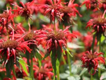 Indianernessel &#8218;Squaw&#8216;, Monarda didyma &#8218;Squaw&#8216;, Topfware