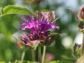 Indianernessel &#8218;Tetra&#8216;, Monarda fistulosa &#8218;Tetra&#8216;, Topfware