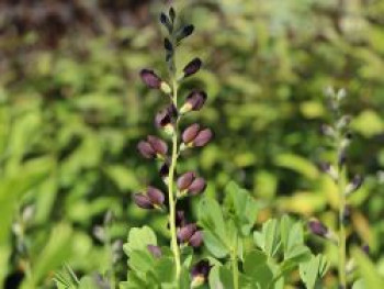 Indigolupine / Südliche Färberhülse &#8218;Dec. Dutch Chocolate&#8216;, Baptisia australis &#8218;Dec. Dutch Chocolate&#8216;, Topfware