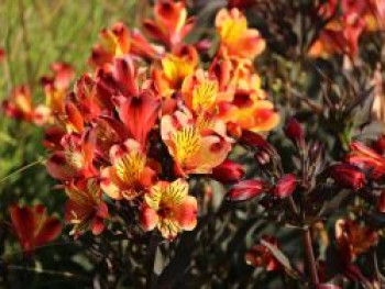 Inkalilie 'Indian Summer', Alstroemeria x cultorum 'Indian Summer', Containerware