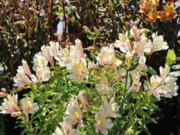 Inkalilie 'Summer Snow', Alstroemeria x cultorum 'Summer Snow', Containerware