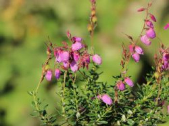 Irische Heide 'Globosa Pink', 15-20 cm, Daboecia cantabrica 'Globosa Pink', Topfware