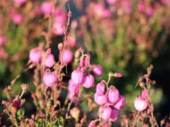 Irische Heide 'Rosella', 10-15 cm, Daboecia cantabrica 'Rosella', Topfware