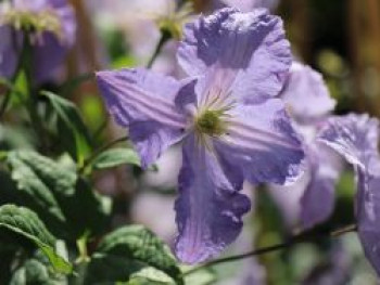 Italienische Waldrebe &#8218;Blekitny Aniol&#8216; / &#8218;Blue Angel&#8216;, 60-100 cm, Clematis viticella &#8218;Blekitny Aniol&#8216; / &#8218;Blue Angel&#8216;, Containerware