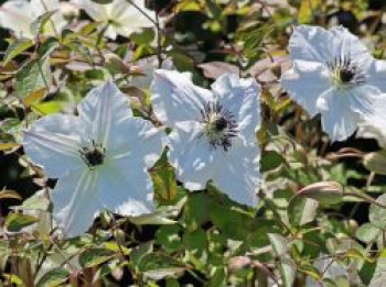 Italienische Waldrebe &#8218;Sunny Side&#8216;, 60-100 cm, Clematis viticella &#8218;Sunny Side&#8216;, Containerware