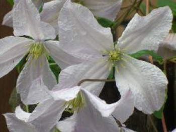 Italienische Waldrebe &#8218;White Prince Charles&#8216;, 60-100 cm, Clematis viticella &#8218;White Prince Charles&#8216;, Containerware