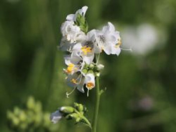 Jakobsleiter &#8218;Album&#8216;, Polemonium caeruleum &#8218;Album&#8216;, Topfware