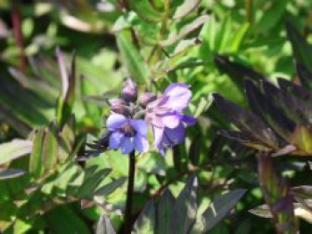 Jakobsleiter 'Bressingham Purple', Polemonium yezoense 'Bressingham Purple', Topfware