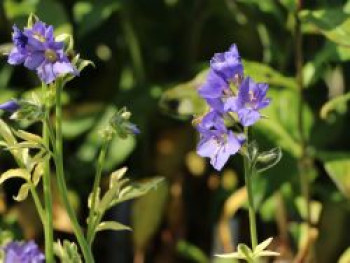 Jakobsleiter &#8218;Brise d&#8217;Anjou&#8216;, Polemonium caeruleum &#8218;Brise d&#8217;Anjou&#8216;, Topfware