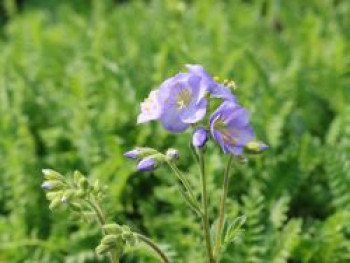 Jakobsleiter 'Northern Lights', Polemonium caeruleum 'Northern Lights', Topfware