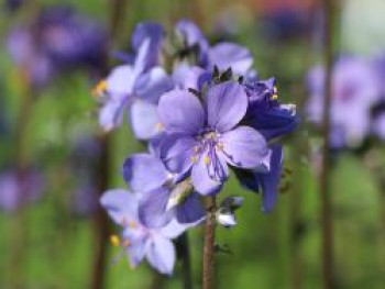 Jakobsleiter &#8218;Purple Rain&#8216;, Polemonium yezoense &#8218;Purple Rain&#8216;, Topfware