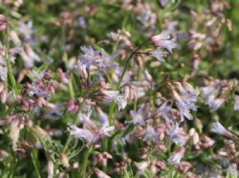 Jakobsleiter &#8218;Touch of Class&#8216;, Polemonium reptans &#8218;Touch of Class&#8216;, Topfware