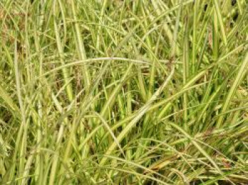 Japan-Segge EverColor ® 'Eversheen', Carex oshimensis EverColor ® 'Eversheen', Topfware
