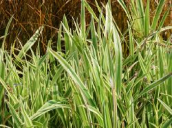 Japan-Segge 'Vanilla Ice', Carex foliosissima 'Vanilla Ice', Topfware