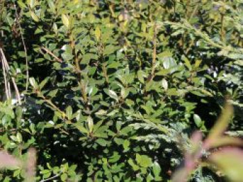 Japan-Stechpalme, 10-15 cm, Ilex crenata, Topfware