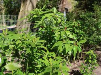 Japanische Aucube, 60-80 cm, Aucuba japonica, Containerware