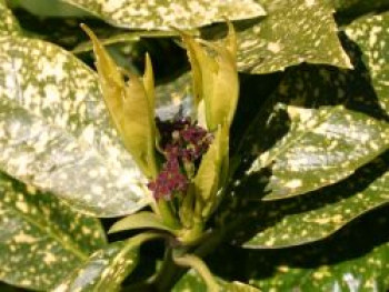 Japanische Aucube / Metzgerpalme &#8218;Variegata&#8216;, 30-40 cm, Aucuba japonica &#8218;Variegata&#8216;, Containerware