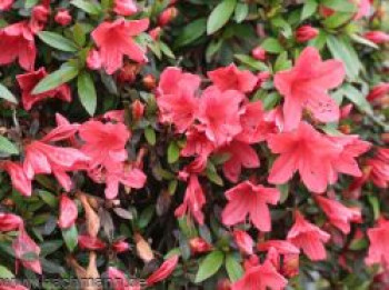 Japanische Azalee 'Alexander', 15-20 cm, Rhododendron obtusum 'Alexander', Containerware