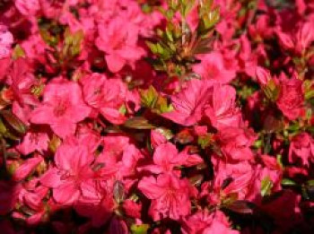 Japanische Azalee 'Allotria', 20-25 cm, Rhododendron obtusum 'Allotria', Containerware