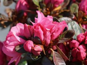 Japanische Azalee 'Anouk', 20-25 cm, Rhododendron obtusum 'Anouk', Containerware