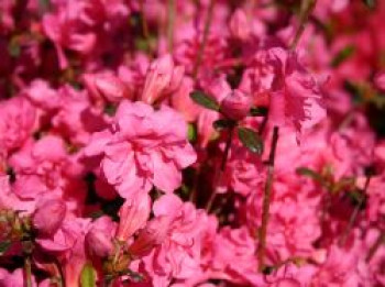 Japanische Azalee 'Babuschka' ®, 30-40 cm, Rhododendron obtusum 'Babuschka' ®, Containerware
