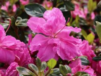 Japanische Azalee Bloom Champion (Fuchsia), 25-30 cm, Rhododendron obtusum Bloom Champion (Fuchsia), Containerware