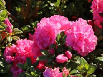 Japanische Azalee Bloom Champion (Pink), 25-30 cm, Rhododendron obtusum Bloom Champion (Pink), Containerware