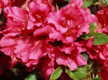 Japanische Azalee Bloom Champion (Rot), 25-30 cm, Rhododendron obtusum Bloom Champion (Rot), Containerware