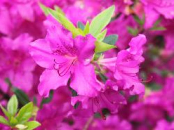 Japanische Azalee 'Blue Danube', 20-25 cm, Rhododendron obtusum 'Blue Danube', Containerware