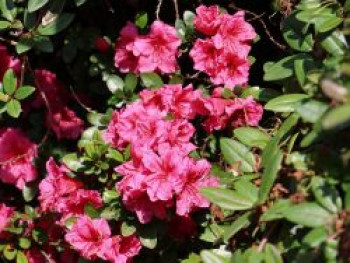 Japanische Azalee &#8218;Chipmunk&#8216;, 20-25 cm, Rhododendron obtusum &#8218;Chipmunk&#8216;, Containerware