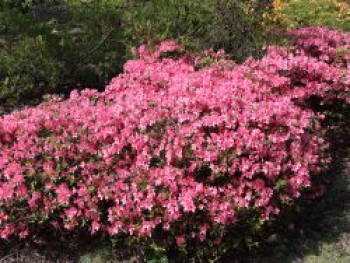 Japanische Azalee &#8218;Diamant Lachs&#8216; ®, 20-25 cm, Rhododendron obtusum &#8218;Diamant Lachs&#8216; ®, Containerware