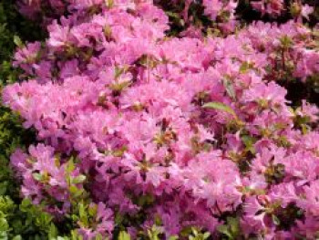 Japanische Azalee &#8218;Diamant Rosa&#8216; ®, 20-25 cm, Rhododendron obtusum &#8218;Diamant Rosa&#8216; ®, Containerware