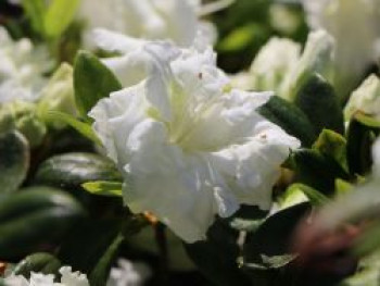 Japanische Azalee 'Eisprinzessin', 15-20 cm, Rhododendron obtusum 'Eisprinzessin', Containerware