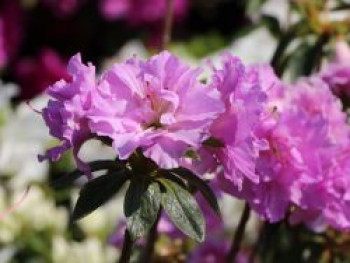 Japanische Azalee 'Elsie Lee', 20-25 cm, Rhododendron obtusum 'Elsie Lee', Containerware