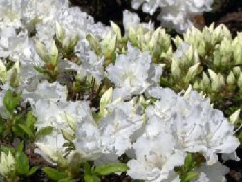 Japanische Azalee 'Feenkissen' ® (S), 25-30 cm, Rhododendron obtusum 'Feenkissen' ® (S), Containerware