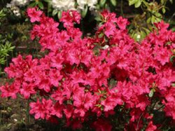 Japanische Azalee 'Georg Arends', 20-30 cm, Rhododendron obtusum 'Georg Arends', Containerware